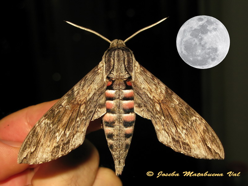 Agrius convolvuli (Sphingidae)